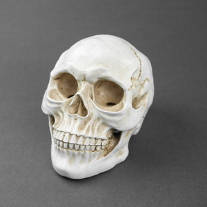 1:1リアルな大人の人間の頭蓋骨モデルハロウィーン等身大の像ホームデコレーション用クラフト用3Dモデル