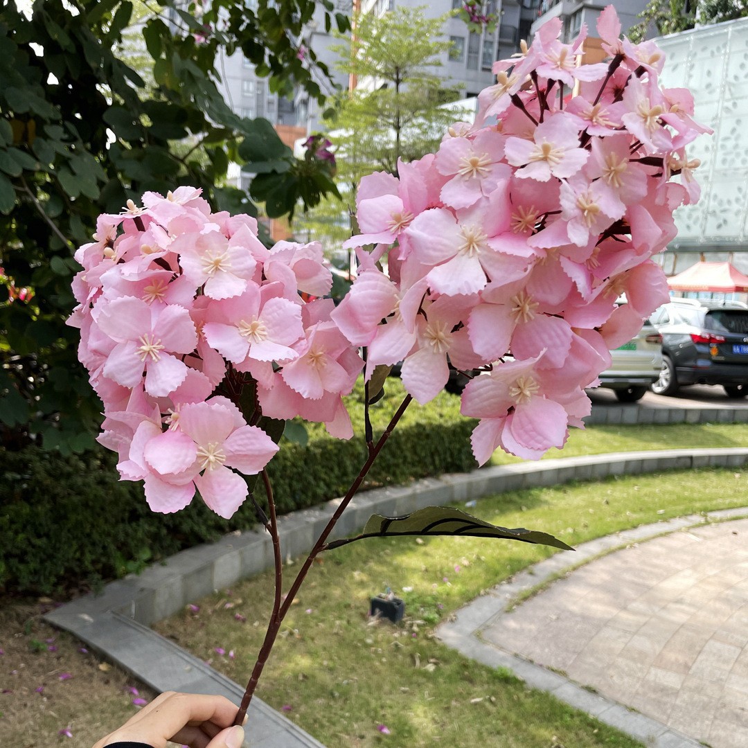 Hortensia#4