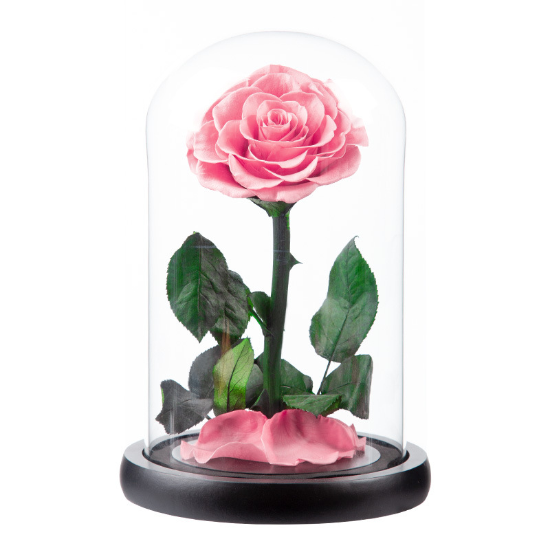 Rosa dulce
