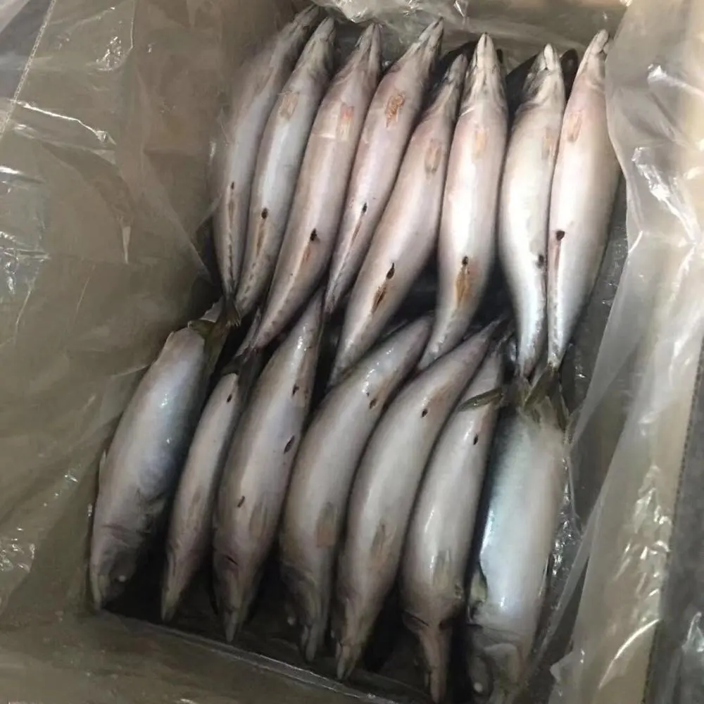 Caballa de pescado congelados, precio de caballa del pacific