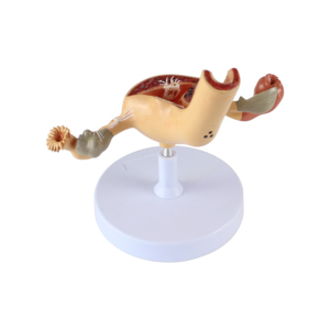 医学モデルの工場人間解剖学的病理学子宮モデル - Product Image 3