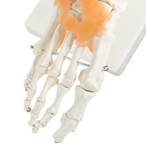 Insan ayak ayak bileği eklemi modeli ile Ligament ayak İskeleti modeli Ligament ayak eklemi anatomik Model beyin yaşam boyutu - Product Image 6