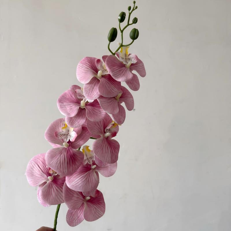 12-Mauve