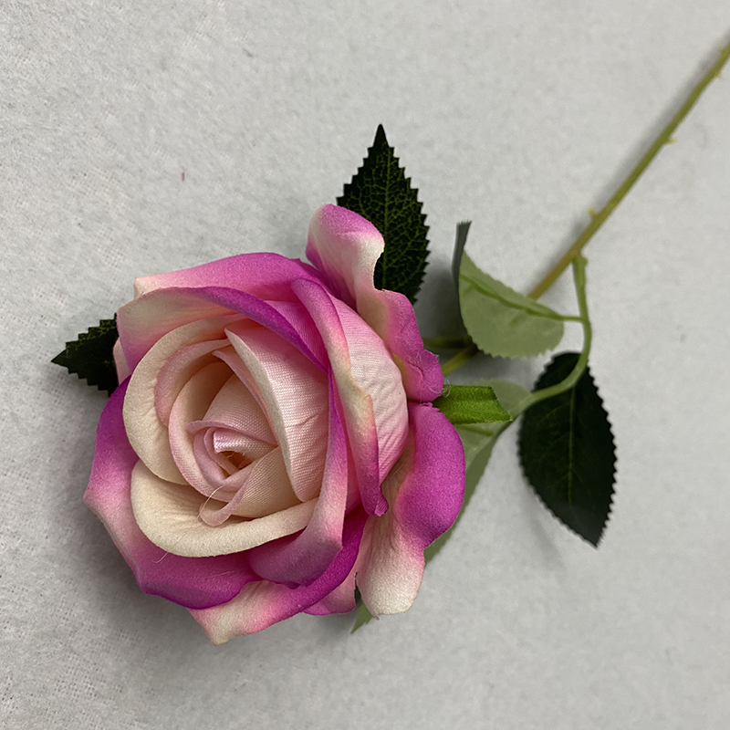 Rose 7
