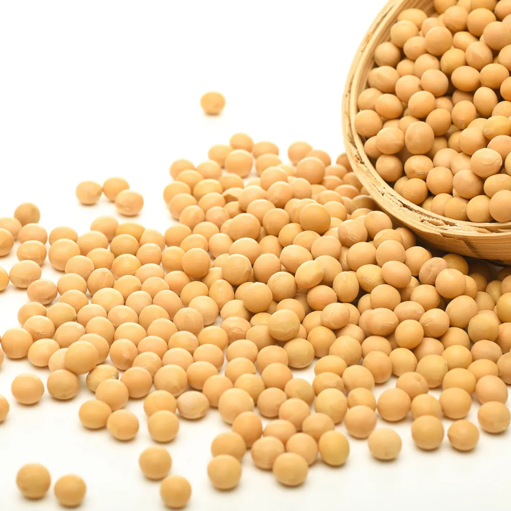 Granos de soja amarillos de calidad superior, granos de soja secos sin gmo, brotamiento y grado alimenticio