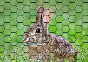 High Quality Customization Poultry <strong>Netting</strong> Hexagonal Roll Galvanized Wire Mesh Hexagonal Decorative Chicken Wire Mesh - Product Image 4