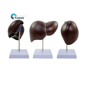 Anatomi öğretim ve klinik eğitim için PVC insan karaciğer Organ modeli Normal tıbbi simülasyon - Product Image 2