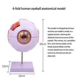 2025 yeni KRC 6X bilim eğitimi için genişlemiş insan gözü anatomik modeli öğrenciler çalışma ekran tıbbi öğretim - Product Image 2