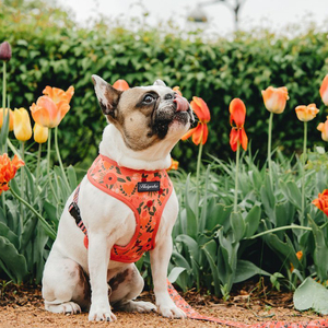 Set Tali Kekang dan Kekang Anjing Bulldog Perancis Jaring Pelangi Yang Dapat Disesuaikan Desain Mode Cetak - Product Image 2