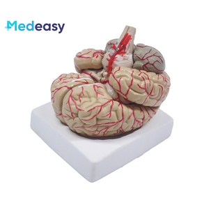 Modello di insegnamento della struttura dell'organo umano del modello di anatomia del cervello umano, il cervelletto può essere smontato - Product Image 2