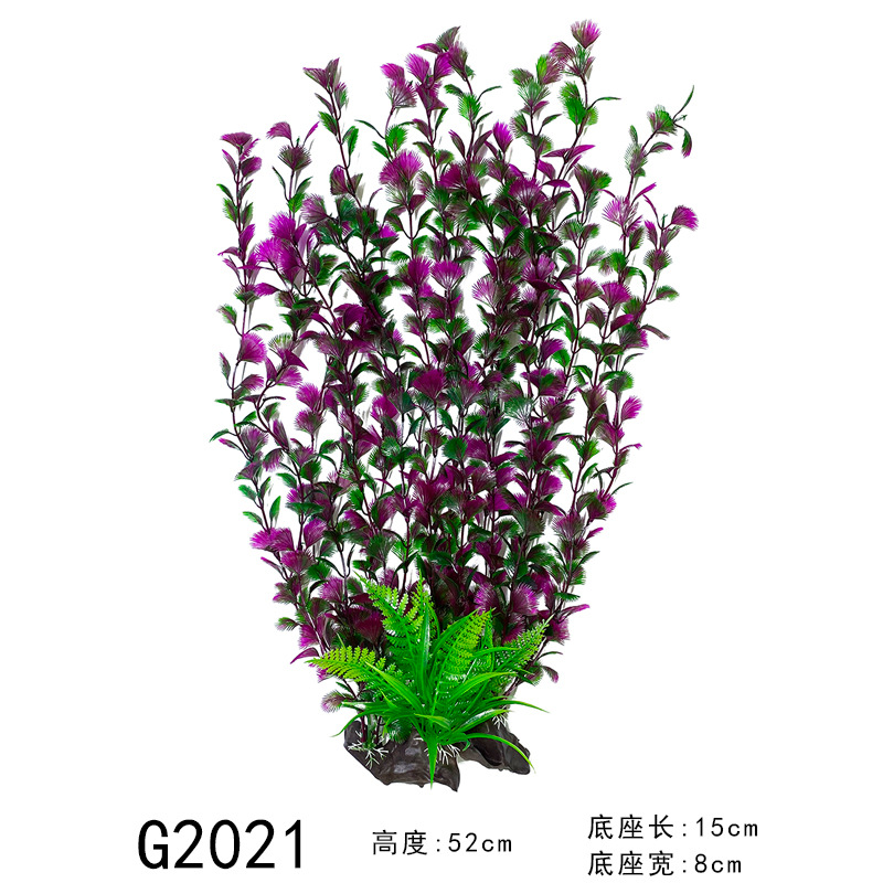 Pourpre 4