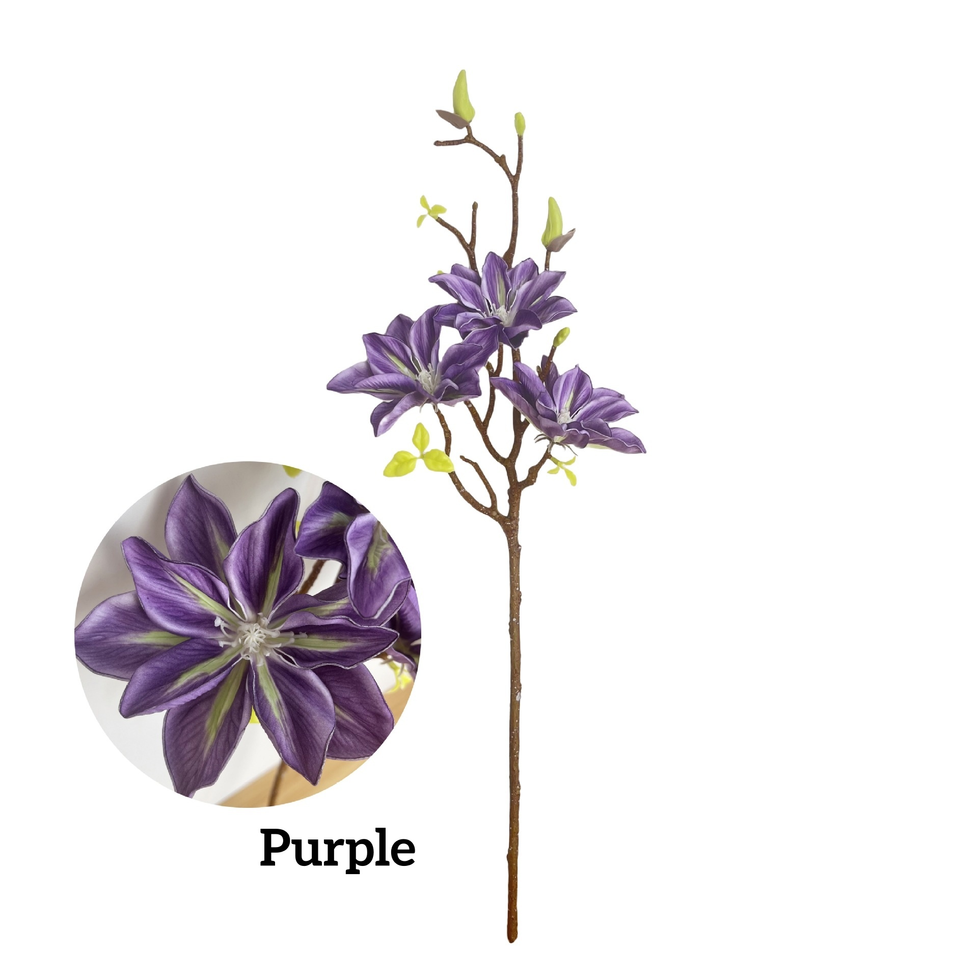 Pourpre