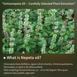 Factory Supply 100% Natural Pure Nepeta <strong>Catnip</strong> Essential Oil Calming Refreshing Product Type - Product Image 4