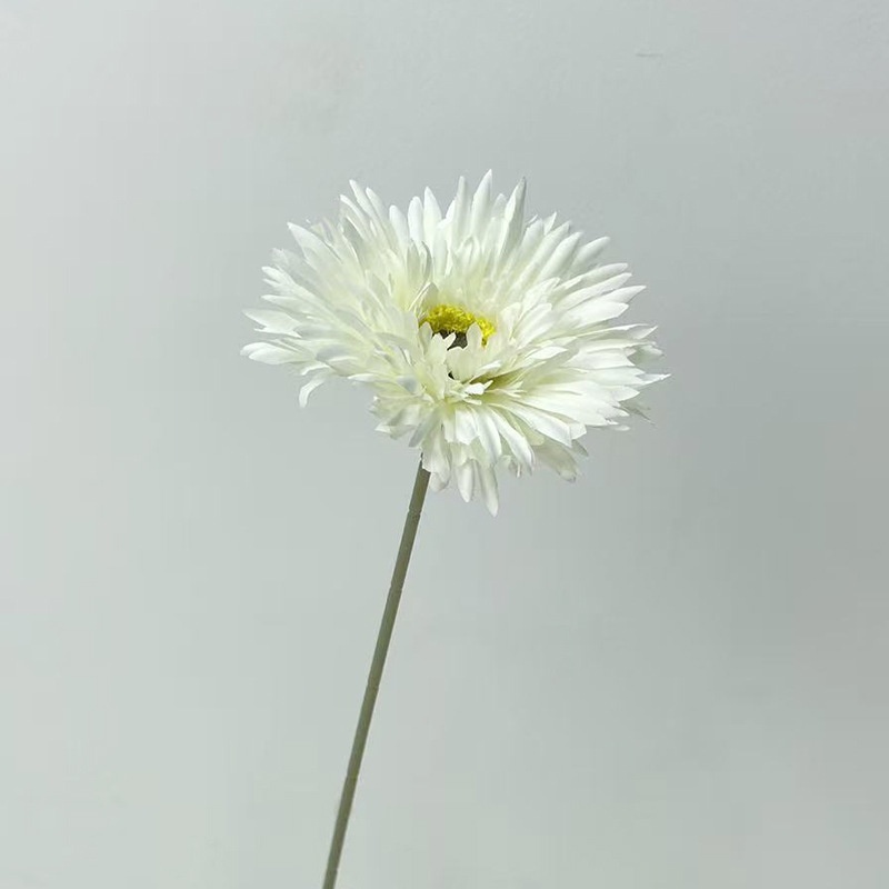 Crisantemo blanco