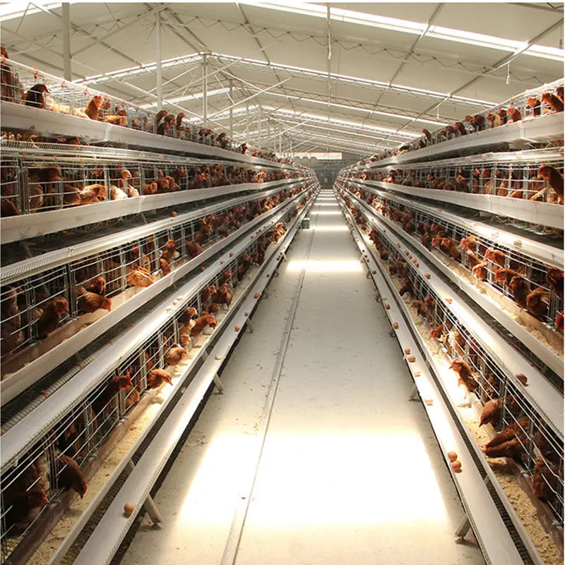 Geflügel zucht ausrüstung Geflügel käfige für Schicht-Eier-Hühner-Schicht-Hühner käfig
