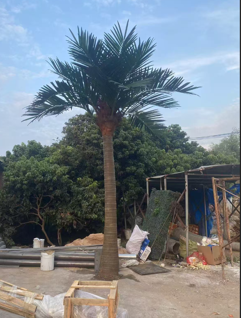 Cocotier à tronc droit de 20 pieds
