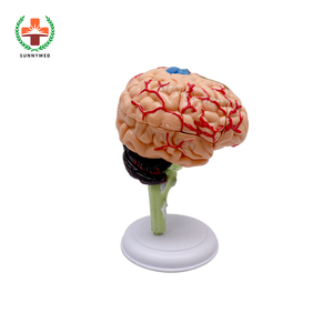 SY-N012好技术学校教学模型解剖模型4D人脑模型可拆卸32个零件 - Product Image 4