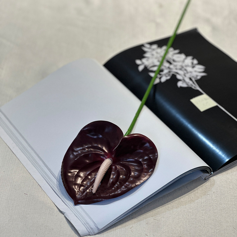 Dark red anthurium