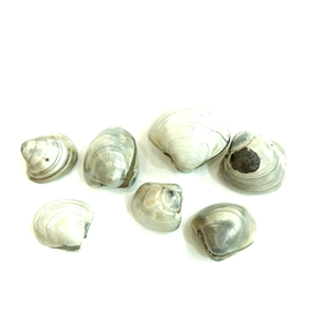 Piedras preciosas de cristal naturales al por mayor, fósil de almeja fósil para coleccionar regalos - Product Image 5