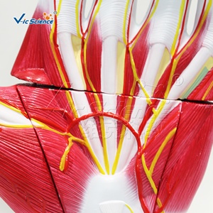 Palmar anatomisinin genişlemiş modeli bilim modelleri eğitim İnsan vücudu organı - Product Image 6