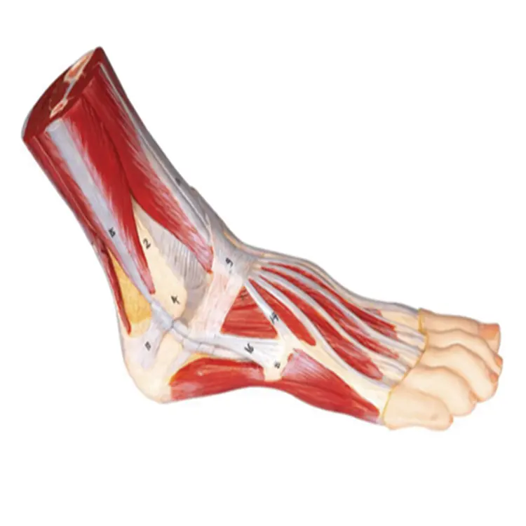 BIX-A1105医療教育および学生トレーニングのための足の筋肉モデルと主要な血管および神経足の人体解剖学