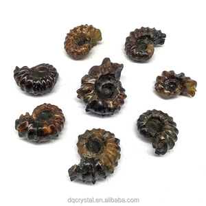 Venta al por mayor de caracolas de amonita natural, colección de fósiles, espécimen fósil de caracola en bruto natural de Madagascar colorido para Decoración - Product Image 6