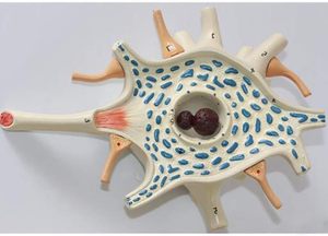 Modelo anatómico de la ciencia médica, cuerpo de célula de neurona humana y estructura de fibra nerviosa, modelo ampliado, experimento, recurso de enseñanza - Product Image 3