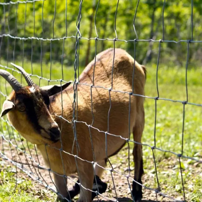 Tarik tinggi 1.8 M kawat baja galvanis pagar pertanian harga rendah untuk lapangan domba/kambing untuk gerbang dan ternak untuk penggunaan kawat baja