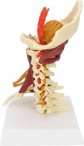 Servikal omurga modeli çıkarılabilir İnsan omurilik sinirleri modeli tıbbi üniversite öğretimi için anatomik Model - Product Image 2