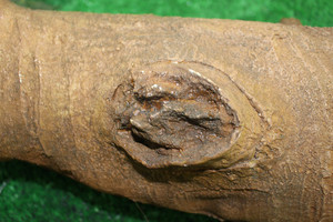 Baobabの木より大きな屋外の木装飾のための星の王子様の惑星からの大きな人工木 - Product Image 4