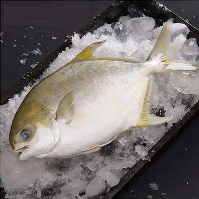 जमे हुए Pomfret समुद्री खाद्य उत्पादों की बड़ी आपूर्ति मछली