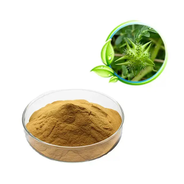 Top Grade 100% Natural Saponins Powder Tribulus terrestris extract