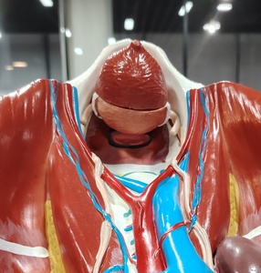 DARHMMY <strong>Human</strong> Anatomical Urinary System Model for Medical Science - Product Image 3