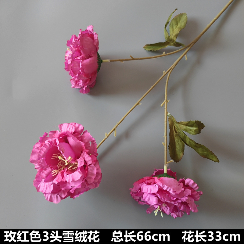 Edelweiss rojo rosado