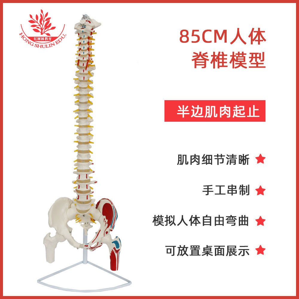 Modelo de columna vertebral de 85 cm, mitad muscular.