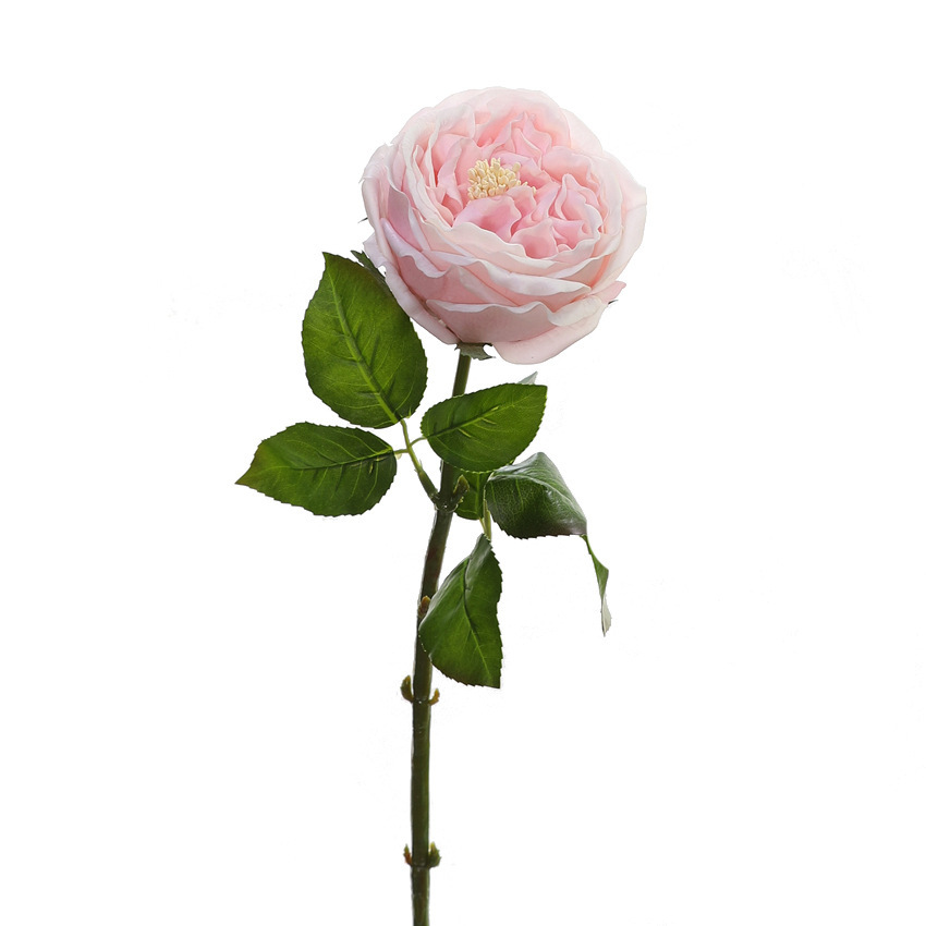 rosa chiaro