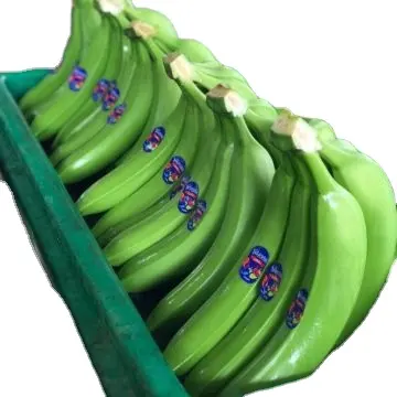 Banane et plante fraîche de haute qualité à vendre