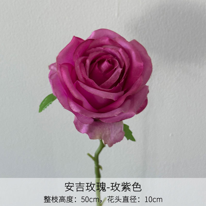 Rosa anji rosa púrpura