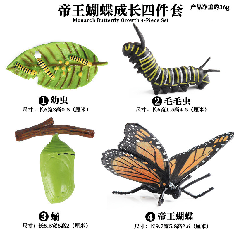 ZZ Monarch Butterfly Growth Cycle (4 sets)