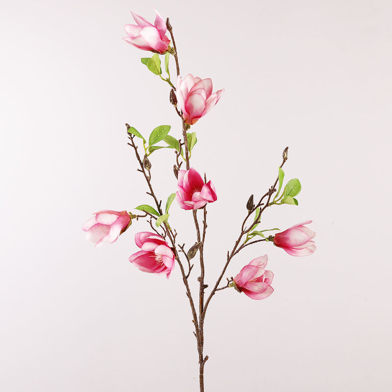 กุหลาบต้นแมดเด