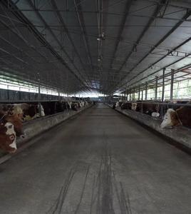 Yüksek kaliteli prefabrik çelik yapı Shantytown yenileme tarım evleri ve tavuk ve sığır tutuyor - Product Image 4