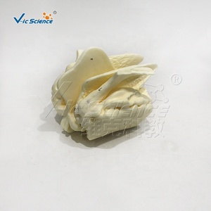 Cơ quan Mô hình giải phẫu mô hình cơ thể con người PVC nhựa <span class=keywords><strong>ethmoid</strong></span> mở rộng mô hình bộ xương cho giảng dạy y tế bộ xương người - Product Image 2