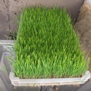 Thức Ăn Gia Súc Hydroponics Phát Triển Hệ Thống Đậu Phộng Giá Đỗ Máy Thủy Canh Thức Ăn Gia Súc Phát Triển Hệ Thống - Product Image 4