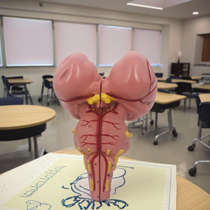 3X PVC Anatomical <strong>Human</strong> Skeleton Model Brainstem Medical Science Model