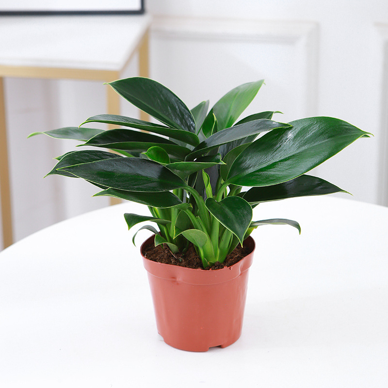 3 golden diamond plants, 25-30cm, original pot, nutrient