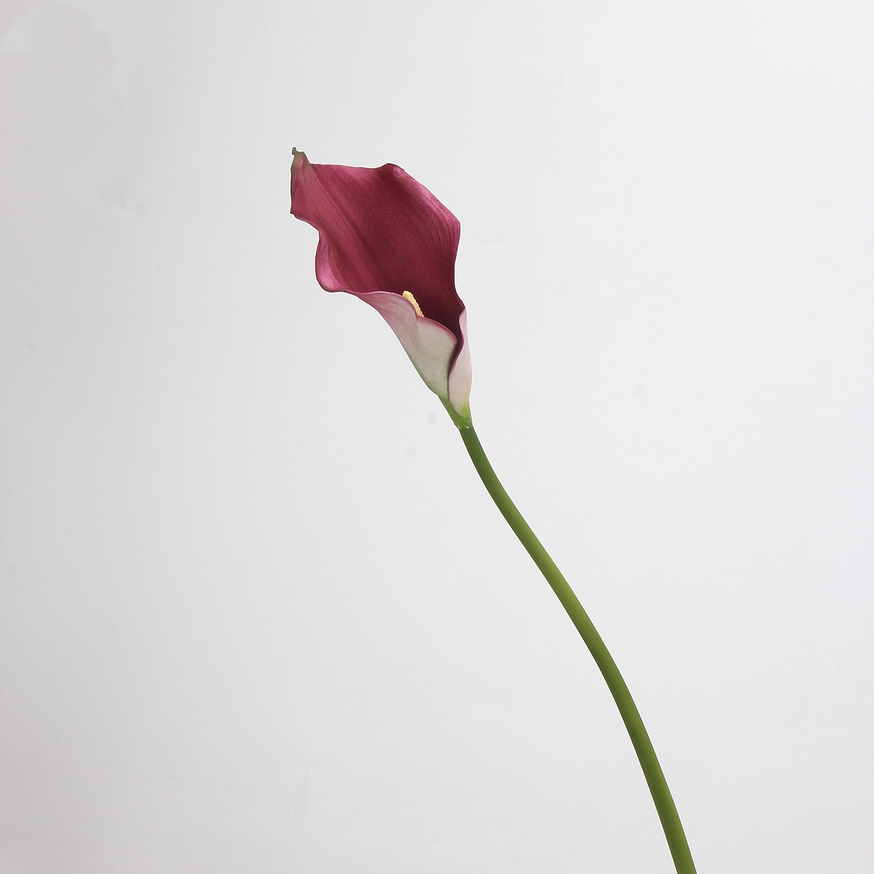 Violet - 63CM