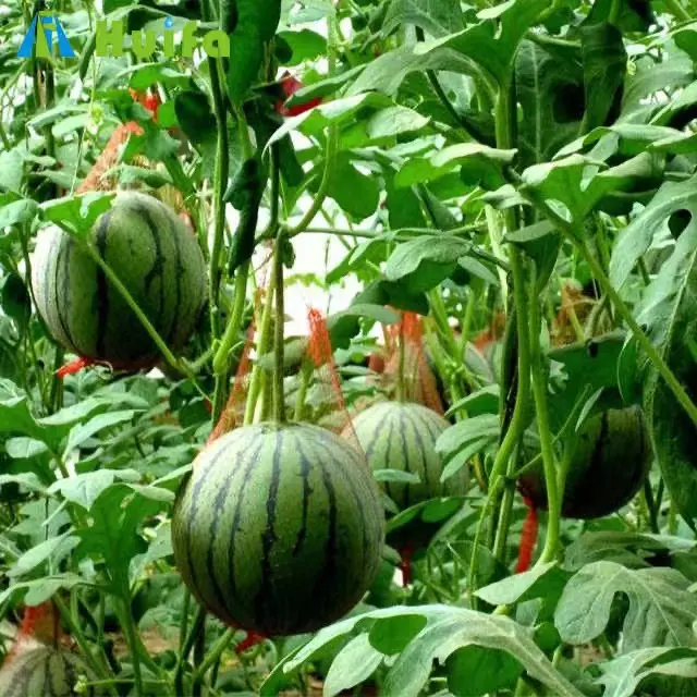 Pépinière en plastique, vente en gros, usine, serre, fleur de pastèque, tomate