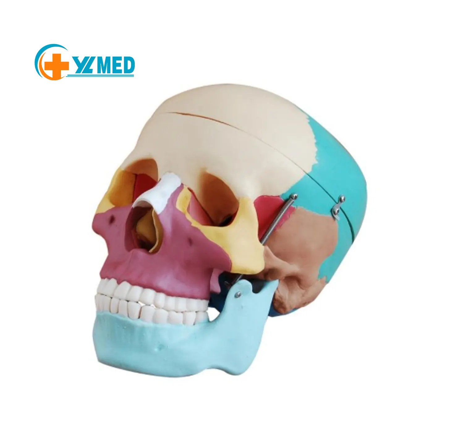 Cranio di scheletro modello a grandezza naturale modello del cranio con i muscoli 14 parte i muscoli del cranio della colonna vertebrale cervicale e hyoid osso