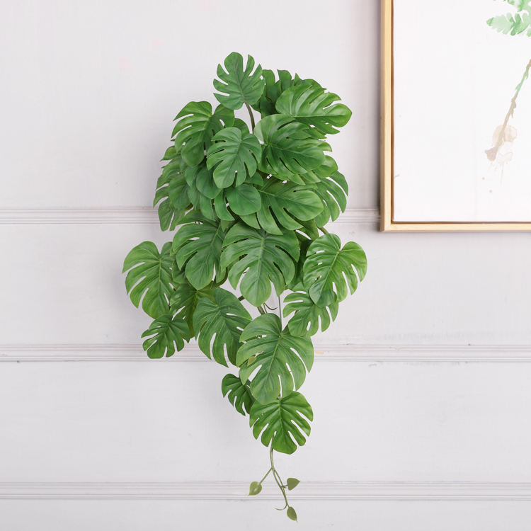 5(50cm)