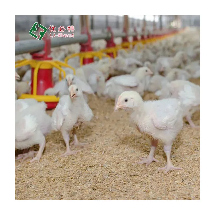 Juego completo automático Equipo moderno de granja avícola para pollos de engorde con sistema de alimentación y riego